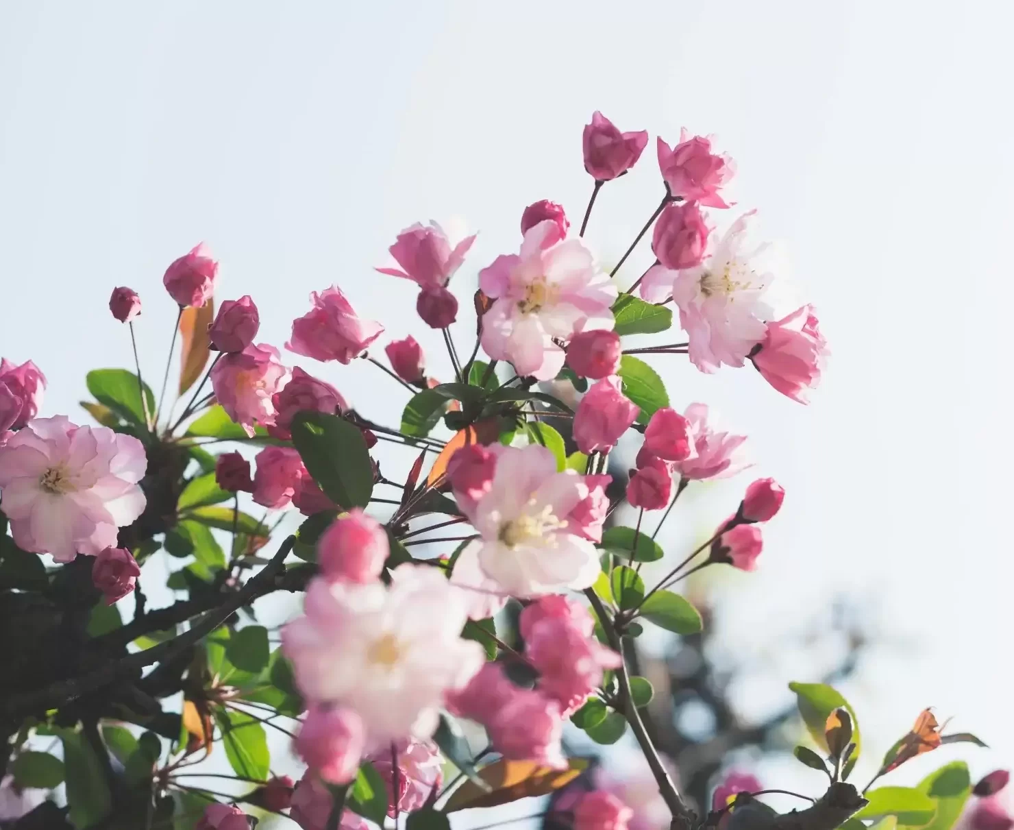 Spring Flowers to Romanticize Your Life