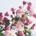 Spring Flowers to Romanticize Your Life